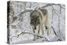Stretched Canvas