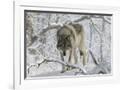 Gramercy White
