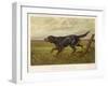 Gordon Setter in the Field with Its Classic Black and Tan Colouring-Langham David-Framed Art Print