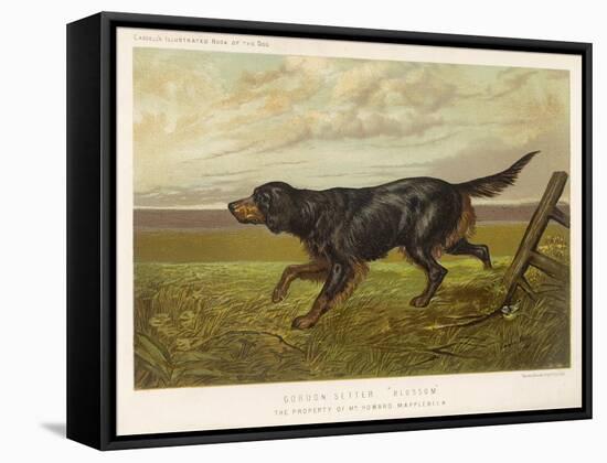 Gordon Setter in the Field with Its Classic Black and Tan Colouring-Langham David-Framed Stretched Canvas