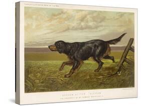 Gordon Setter in the Field with Its Classic Black and Tan Colouring-Langham David-Stretched Canvas