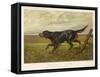 Gordon Setter in the Field with Its Classic Black and Tan Colouring-Langham David-Framed Stretched Canvas