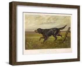 Gordon Setter in the Field with Its Classic Black and Tan Colouring-Langham David-Framed Art Print