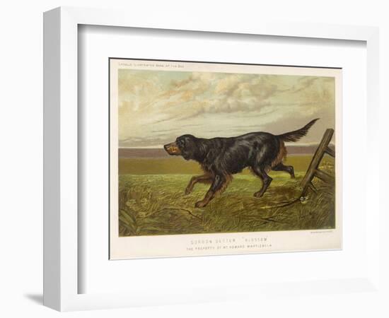 Gordon Setter in the Field with Its Classic Black and Tan Colouring-Langham David-Framed Art Print