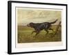 Gordon Setter in the Field with Its Classic Black and Tan Colouring-Langham David-Framed Art Print