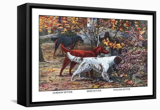 Gordon Setter, Irish Setter, English Setter-Louis Agassiz Fuertes-Framed Stretched Canvas