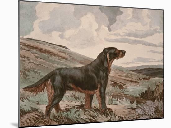 Gordon Setter-Reuben Ward Binks-Mounted Premium Giclee Print