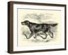 Gordon Setter-null-Framed Art Print