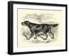 Gordon Setter-null-Framed Art Print