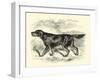 Gordon Setter-null-Framed Art Print