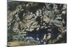 Gorgazzo River Springs, 1872-Luigi Nono-Mounted Giclee Print