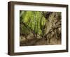 Gorge Korzeniowy Dol, Kazimierz Dolny, Lublin Voivodeship, Poland-Karol Kozlowski-Framed Photographic Print