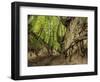 Gorge Korzeniowy Dol, Kazimierz Dolny, Lublin Voivodeship, Poland-Karol Kozlowski-Framed Photographic Print