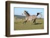 Gorgeous Arabian Horse Running on Autumn Pasturage-Zuzule-Framed Photographic Print