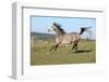 Gorgeous Arabian Horse Running on Autumn Pasturage-Zuzule-Framed Photographic Print