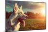 Gorgeous Large White Dog in a Park, Colorised Image-ABO PHOTOGRAPHY-Mounted Photographic Print