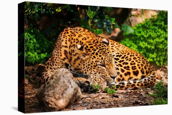 Gorgeous Leopard in Natural Habitat-NejroN Photo-Stretched Canvas