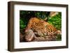 Gorgeous Leopard in Natural Habitat-NejroN Photo-Framed Photographic Print