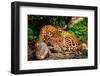 Gorgeous Leopard in Natural Habitat-NejroN Photo-Framed Photographic Print