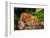 Gorgeous Leopard in Natural Habitat-NejroN Photo-Framed Photographic Print