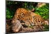 Gorgeous Leopard in Natural Habitat-NejroN Photo-Mounted Photographic Print