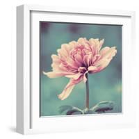 Gorgeous Pink-Gail Peck-Framed Art Print