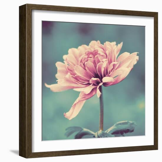 Gorgeous Pink-Gail Peck-Framed Art Print