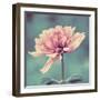 Gorgeous Pink-Gail Peck-Framed Art Print