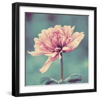 Gorgeous Pink-Gail Peck-Framed Art Print