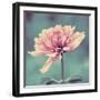 Gorgeous Pink-Gail Peck-Framed Art Print