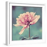 Gorgeous Pink-Gail Peck-Framed Art Print