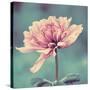 Gorgeous Pink-Gail Peck-Stretched Canvas