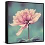 Gorgeous Pink-Gail Peck-Framed Stretched Canvas