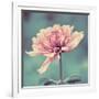 Gorgeous Pink-Gail Peck-Framed Art Print