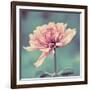 Gorgeous Pink-Gail Peck-Framed Art Print