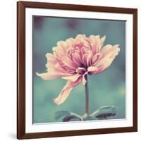 Gorgeous Pink-Gail Peck-Framed Art Print