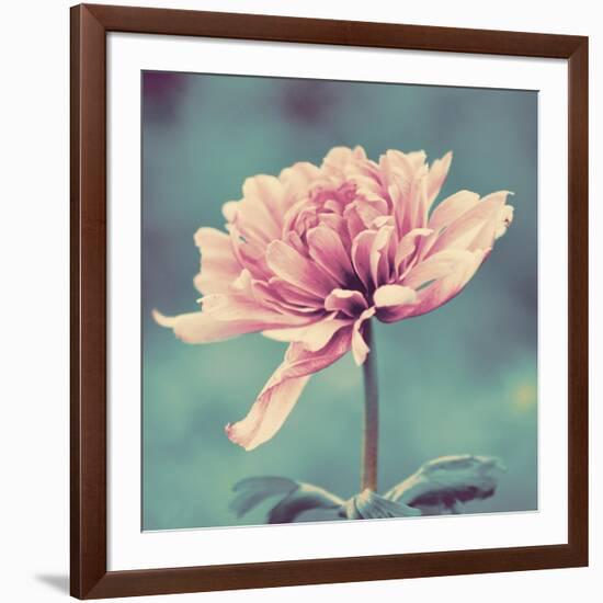 Gorgeous Pink-Gail Peck-Framed Art Print