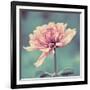 Gorgeous Pink-Gail Peck-Framed Art Print