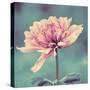 Gorgeous Pink-Gail Peck-Stretched Canvas