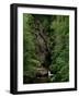 Gorges of the River Cere, Cantal Mountains, Auvergne, France-Peter Higgins-Framed Photographic Print