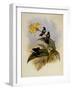 Gorgeted Sun Angel, Heliangelus Strophianus-John Gould-Framed Giclee Print