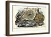 Gorgon's Head, 1863-79-Raimundo Petraroja-Framed Giclee Print