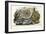 Gorgon's Head, 1863-79-Raimundo Petraroja-Framed Giclee Print