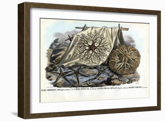 Gorgon's Head, 1863-79-Raimundo Petraroja-Framed Giclee Print