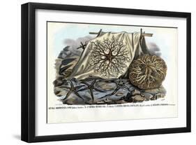 Gorgon's Head, 1863-79-Raimundo Petraroja-Framed Giclee Print