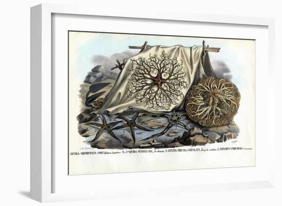 Gorgon's Head, 1863-79-Raimundo Petraroja-Framed Giclee Print