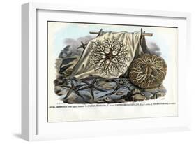 Gorgon's Head, 1863-79-Raimundo Petraroja-Framed Giclee Print