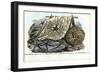 Gorgon's Head, 1863-79-Raimundo Petraroja-Framed Premium Giclee Print