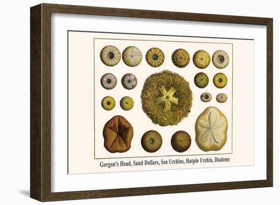 Gorgon's Head, Sand Dollars, Sea Urchins, Hatpin Urchin, Diadems-Albertus Seba-Framed Art Print