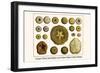 Gorgon's Head, Sand Dollars, Sea Urchins, Hatpin Urchin, Diadems-Albertus Seba-Framed Art Print